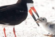 Photo of Un uccello marino nutre il suo pulcino  con un mozzicone di sigaretta. L’immagine virale lascia il mondo attonito