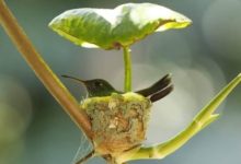 Photo of Mamma colibrì costruisce un nido dotato addirittura di un tetto per prendersi cura dei suoi piccoli in arrivo