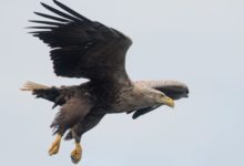 Photo of Dopo 240 anni l’aquila grigia torna a volare nei cieli inglesi