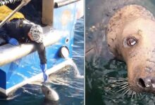 Photo of La lunga amicizia tra un pescatore ed una foca cieca, dopo 10 anni lo segue ancora nelle sue uscite in mare