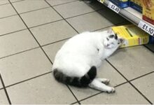 Photo of Un gatto irrompe nel supermercato per rubare del cibo, ma si addormenta sul luogo del delitto