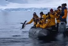 Photo of Un pinguino fugge dalle orche assassine saltando su una barca piena di turisti che applaudono il suo coraggio