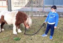 Photo of “Cerco una casa per il mio pony”, l’appello di un bambino di 8 anni che non vuole separarsi dal suo amico a quattro zampe