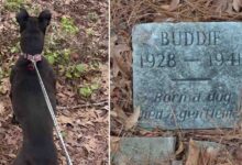 Photo of Un ragazzo scopre la tomba di un cane, vecchia di 80 anni, in mezzo al parco e scoppia in lacrime dopo aver letto l’iscrizione