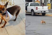 Photo of Un uomo in quarantena manda il suo cane in missione per comprare un sacchetto di snack. Le foto del cucciolo diventano virali