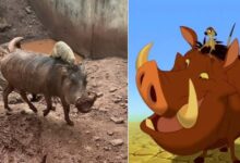 Photo of Un cinghiale e il suo inseparabile amico incarnano nella vita reale la coppia di amici Timon e Pumbaa del film Disney: le loro immagini conquistano il web