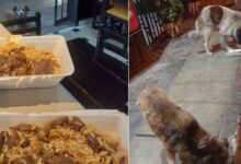 Photo of Il proprietario di un ristorante nutre i cani randagi con il cibo avanzato ed esorta i suoi colleghi a fare lo stesso: l’iniziativa viene applaudita dal web