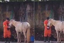 Photo of Un giovane netturbino interrompe il lavoro per aiutare un cavallo ammalato in mezzo alla strada: il video che riprende la sua generosità fa il pieno di visualizzazioni